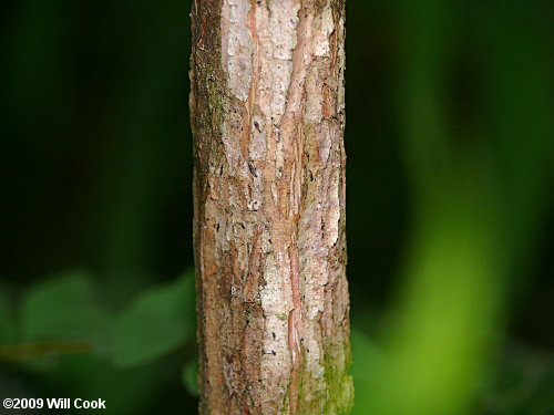 Coralberry (Symphoricarpos orbiculatus) bark