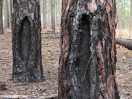 Longleaf Pine (Pinus palustris) tar box