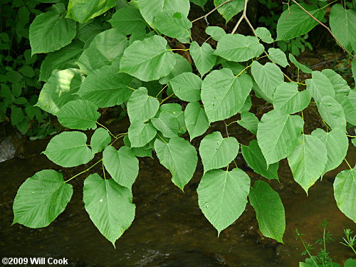 Tilia americana var. heterophylla leaves