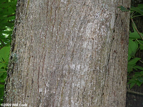 Tilia americana var. heterophylla bark