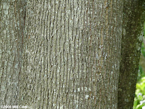 Tilia americana var. heterophylla bark