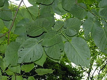 American Basswood (Tilia americana) leaves