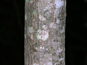 American Basswood (Tilia americana) bark