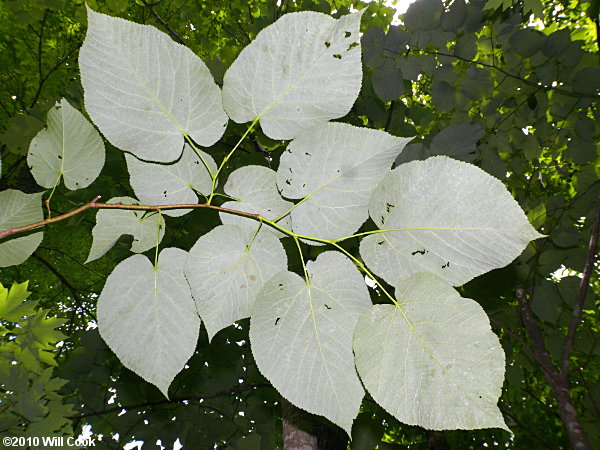 Tilia americana var. heterophylla
