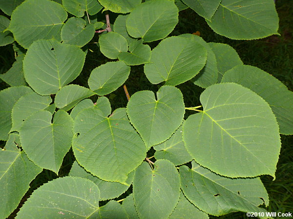 Tilia americana var. heterophylla