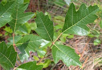 Atlantic Poison-Oak (Toxicodendron pubescens)