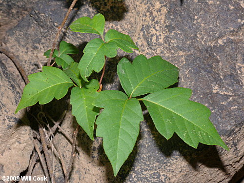 Eastern Poison-Ivy (Toxicodendron radicans) leaves