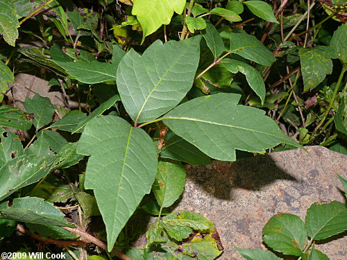 Eastern Poison-Ivy (Toxicodendron radicans) leaves