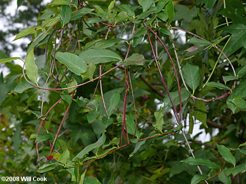 vines carolina north flowering Climbing Dogbane difforme) (Trachelospermum