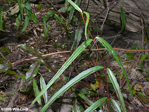 Climbing Dogbane (Trachelospermum difforme/Thyrsanthella difformis)