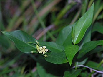 Climbing Dogbane (Trachelospermum difforme/Thyrsanthella difformis)