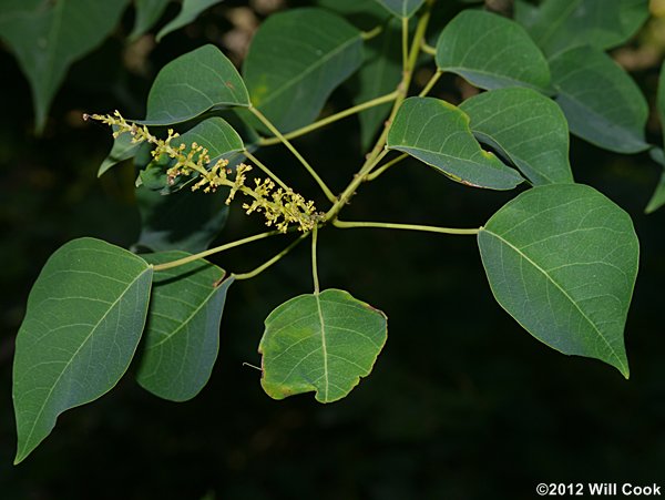Chinese Tallowtree (Triadica sebifera)
