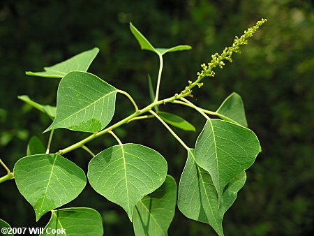 Chinese Tallowtree (Triadica sebifera) leaves