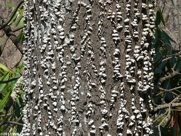 Eastern Hemlock (Tsuga canadensis) dead bark