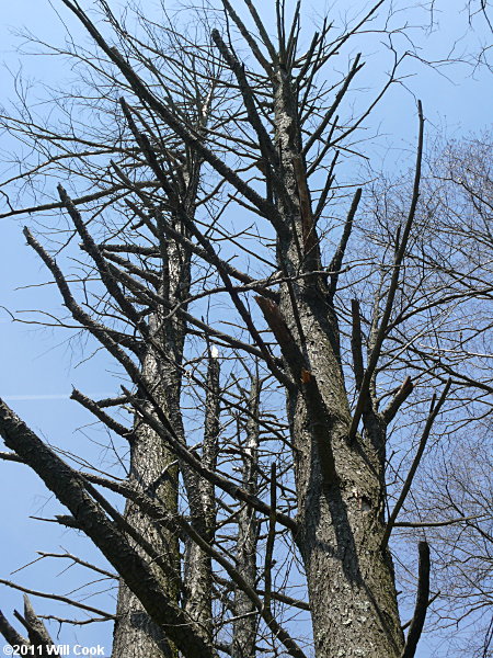 Eastern Hemlock (Tsuga canadensis) dead trees