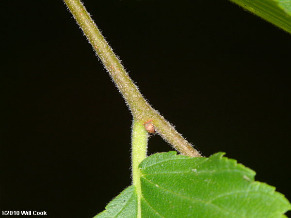 Slippery Elm (Ulmus rubra)