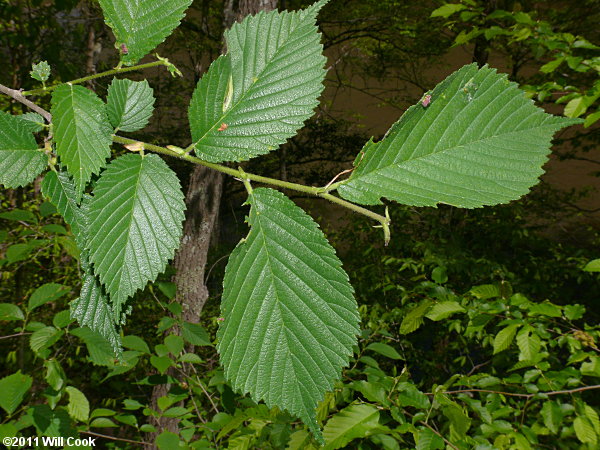 Slippery Elm (Ulmus rubra)