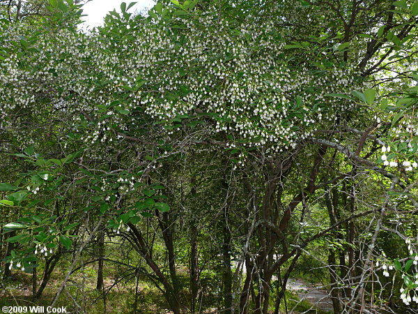 Sparkleberry (Vaccinium arboreum)