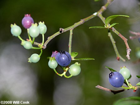 Elliott's Blueberry, Mayberry (Vaccinium elliottii)