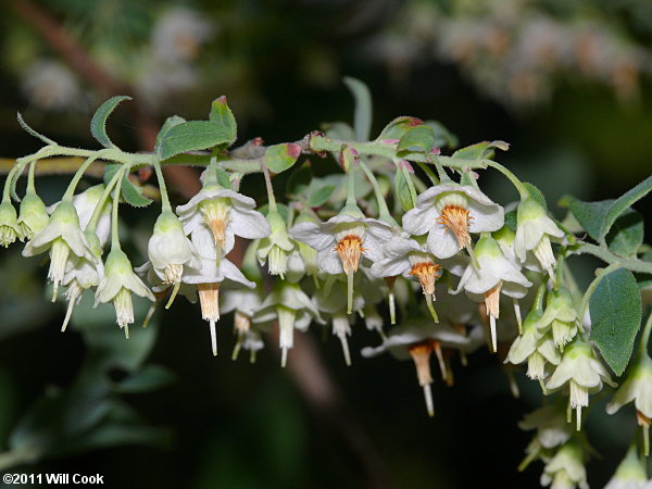 Deerberry (Vaccinium stamineum) flowers