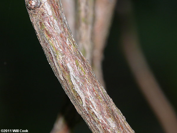 Deerberry (Vaccinium stamineum) bark