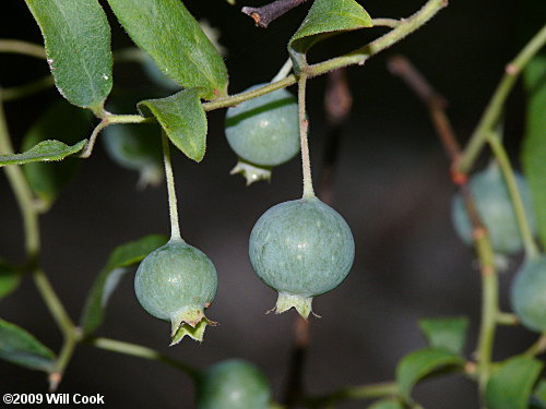 Deerberry (Vaccinium stamineum) berries