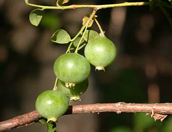 Deerberry (Vaccinium stamineum) fruit