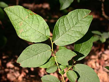 Deerberry (Vaccinium stamineum) leaves