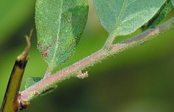 Deerberry (Vaccinium stamineum) leaves