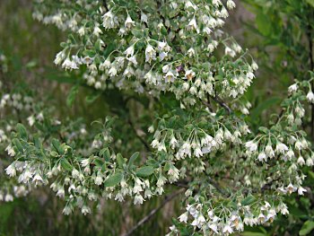 Deerberry (Vaccinium stamineum) flowers