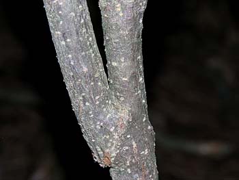 Southern Arrowwood (Viburnum dentatum)