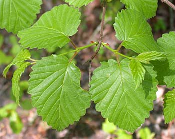 Southern Arrowwood (Viburnum dentatum)