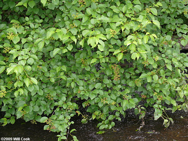 Smooth Arrowwood (Viburnum dentatum var. lucidum)
