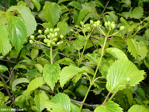 Smooth Arrowwood (Viburnum dentatum var. lucidum)