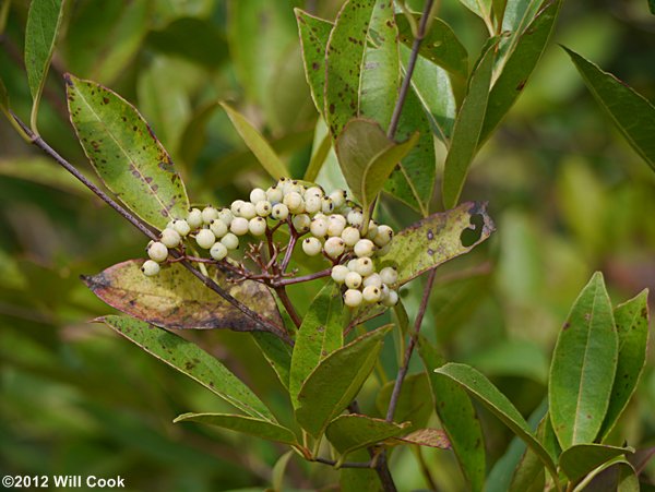 Possumhaw Viburnum (Viburnum nudum) fruits