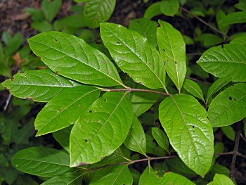 Possumhaw Viburnum (Viburnum nudum) leaves