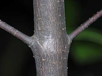 Possumhaw Viburnum (Viburnum nudum) bark