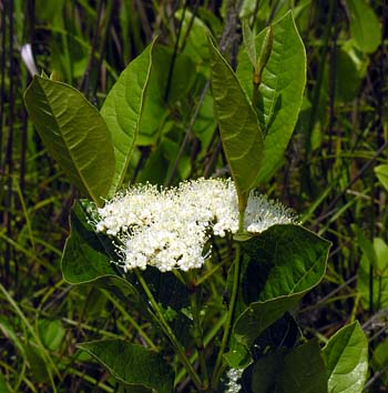Possumhaw Viburnum (Viburnum nudum) flowers