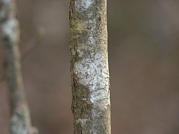 Possumhaw Viburnum (Viburnum nudum) bark