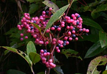 Possumhaw Viburnum (Viburnum nudum) fruits