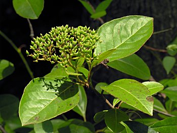 Possumhaw Viburnum (Viburnum nudum)