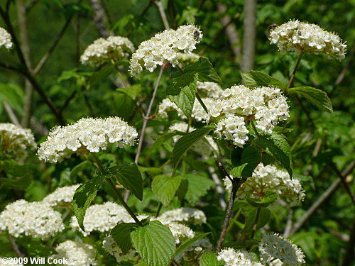 Downy Arrowwood (Viburnum rafinesquianum)