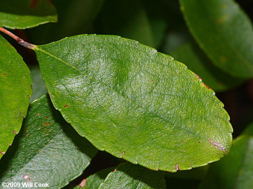 Zenobia, Honeycups (Zenobia pulverulenta) leaf