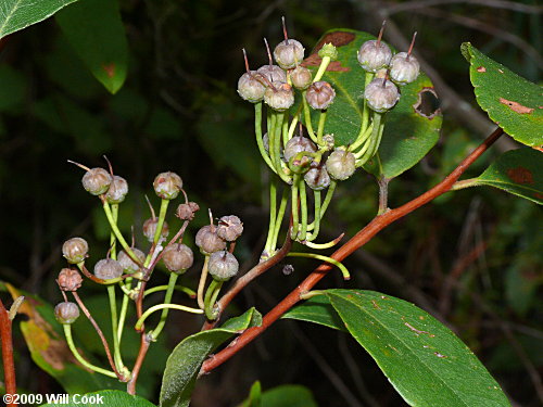 Zenobia, Honeycups (Zenobia pulverulenta) fruit capsules