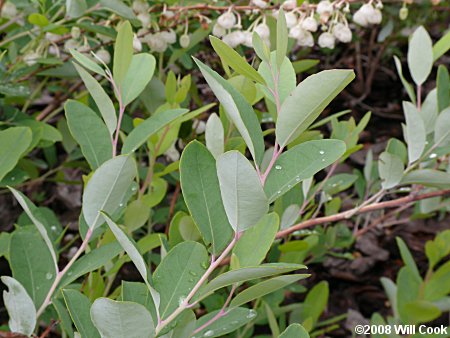 Zenobia, Honeycups (Zenobia pulverulenta) leaves