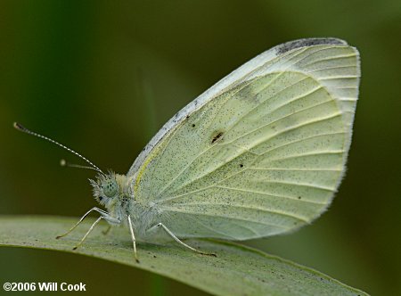 Cabbage White (Butterflies of Michigan) · iNaturalist