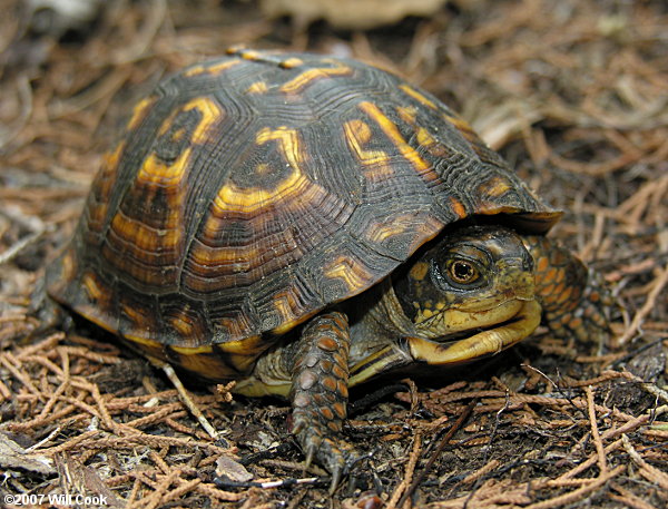 female eastern box turtle