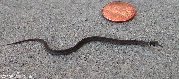 eastern brown snake predators