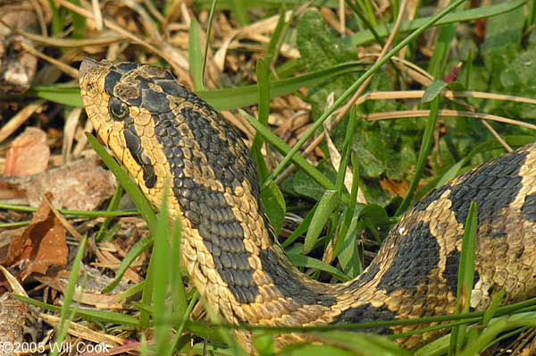 Maryland Biodiversity Project - Eastern Hog-nosed Snake (Heterodon  platirhinos)