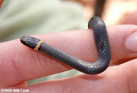 baby ringneck snake